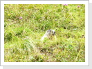 Klicken Sie auf das Bild, um es zu vergrößern