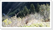 Klicken Sie auf das Bild, um es zu vergrößern